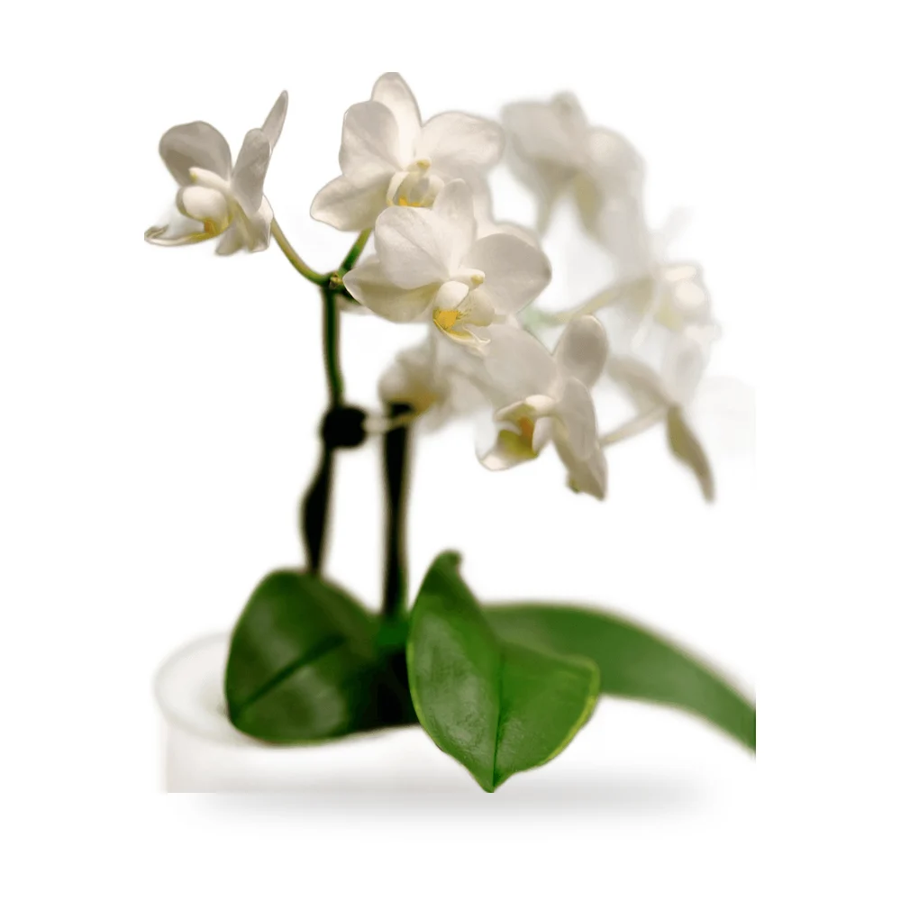 Arranjo de orquídea phalaenopsis